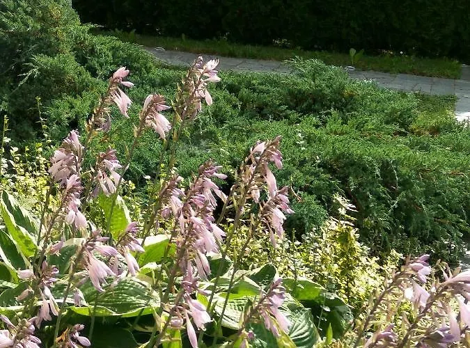 ゲストハウス Matt's Place